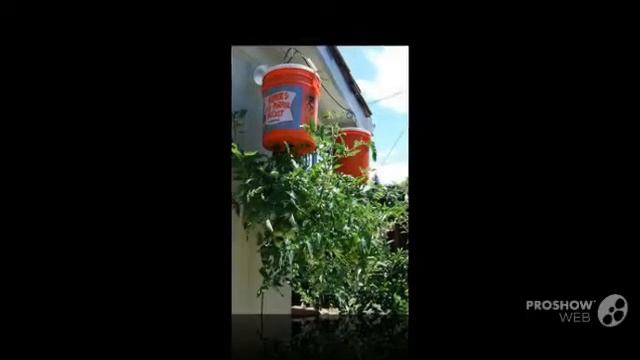 Capsicum - garden plants