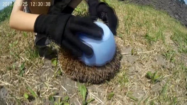 Спасение рядового Ёжика - Saving the Private Hedgehog