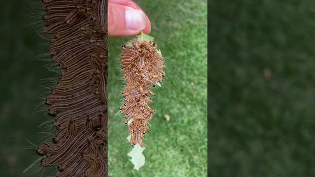Creepy crawlers! Perfectly aligned eating the leaf away!