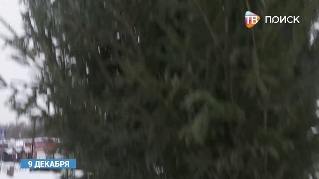 В Поселке Чайковского посадили елку