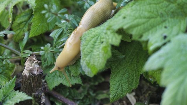 Banana slug......Банановий слимак