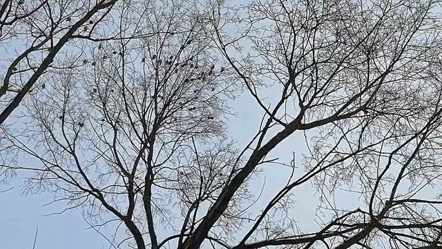 свиристели в Маливо