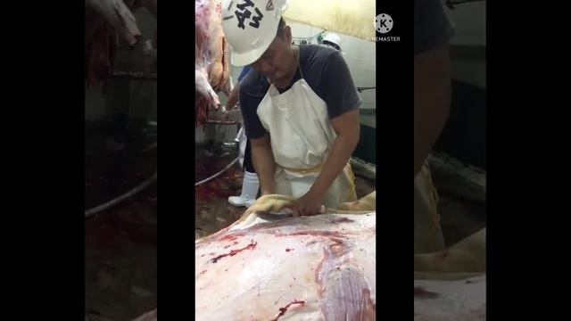 Cattle slaughtering by Warren Ang