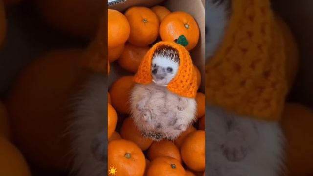 Немного Новогоднего 🌲настроения ! Ёжик 🦔 в мандаринах 🍊