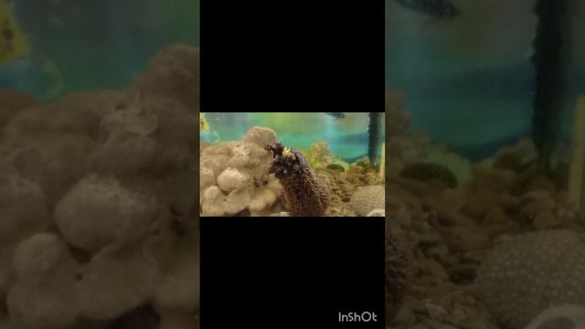 Sea cucumber pre spawning behavior Part 1 |  Fascinating Underwater Moment!