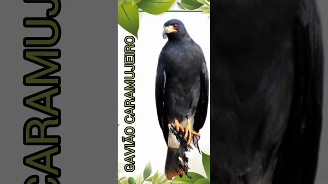 #Gavião#Caramujeiro