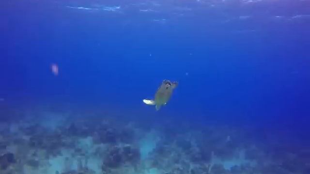 Grand Cayman 04-28-13 2 Tank Dive