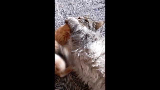 Кот. Кос и Фокс...