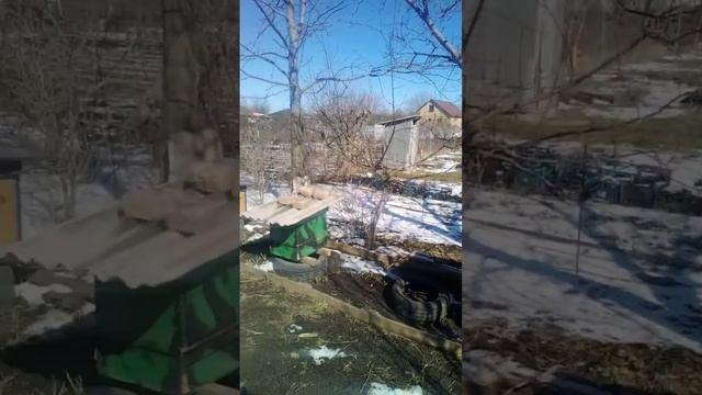 🐝Дневник пчеловода. 29 марта, первый серьезный облет. Ставропольский край