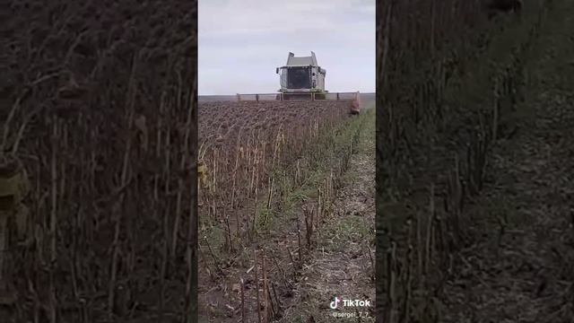 Работа рядной жатки НАШ-1273 (12-ти рядная)