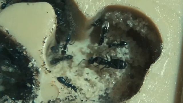 Iridomyrmex suchieri update