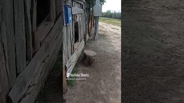 Жара  гулять не очень то хочется