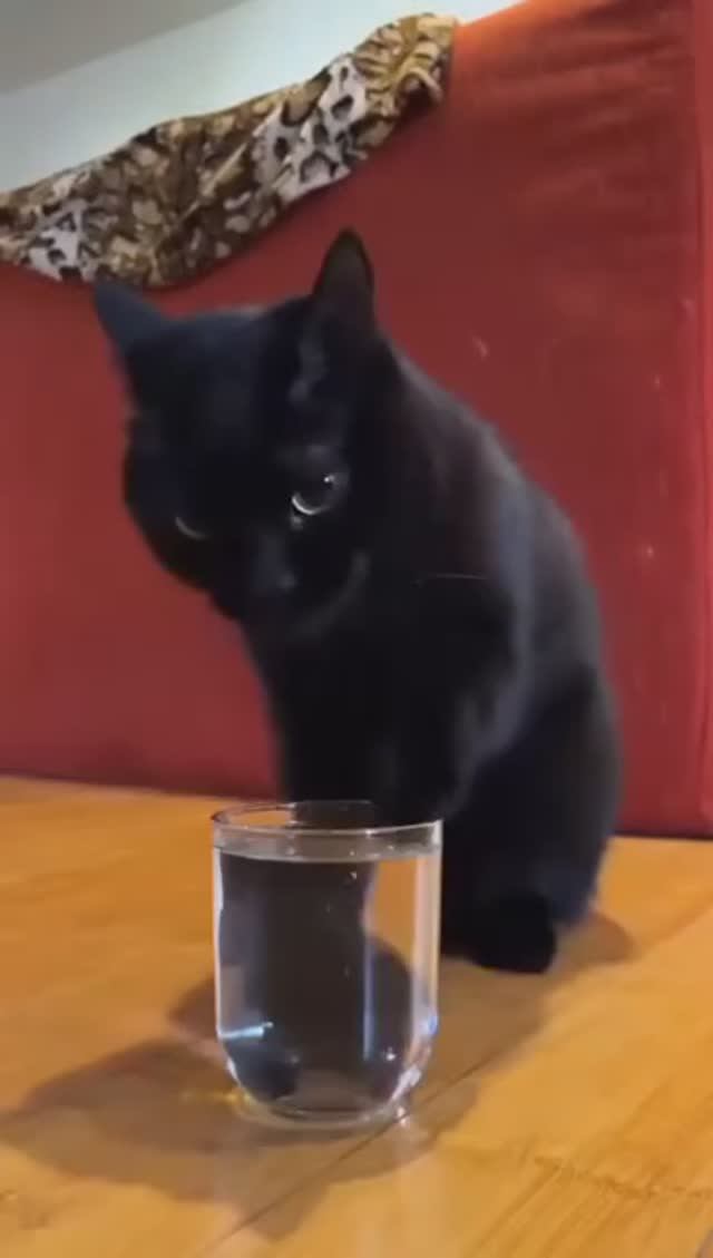 Киса