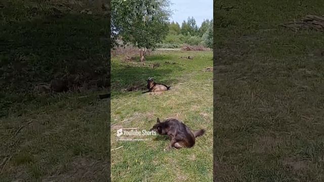 Лето и линька сейчас в самом разгаре