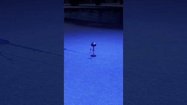 Кот поздравляет вас с Новым Годом