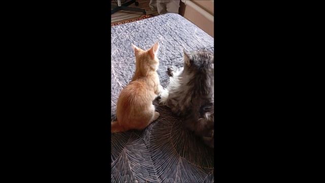 Кот. Кос и Фокс..