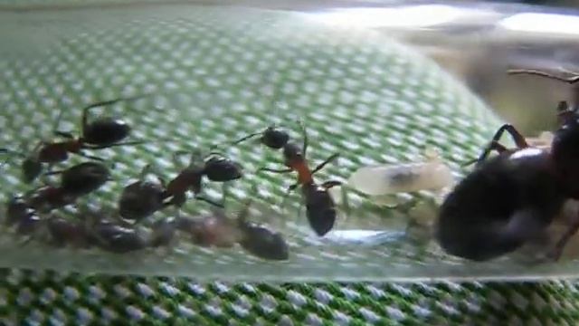 Short view of my small Camponotus Ligniperda colony