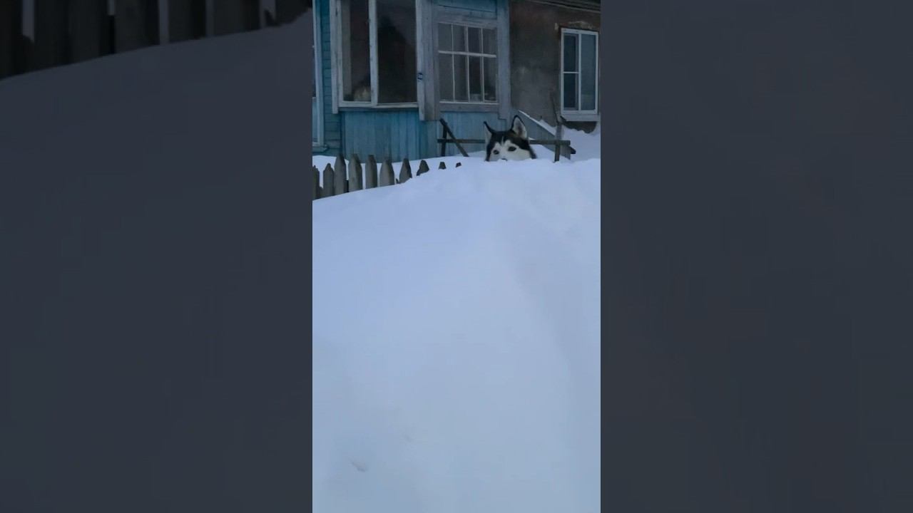 Брю на охране #хаски #щенок #собака #БрюликиЛиска #puppy #dog #funnydogs