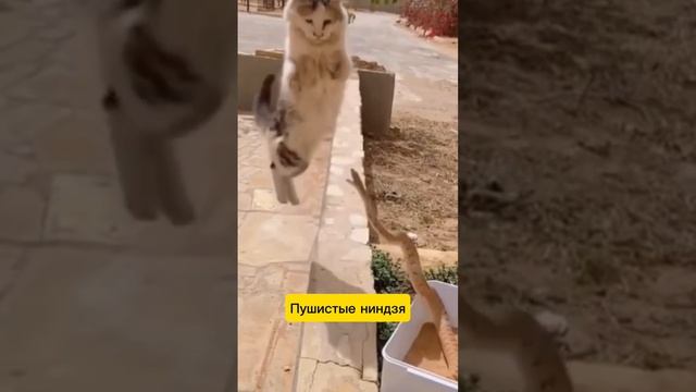 Пушистые ниндзя!)