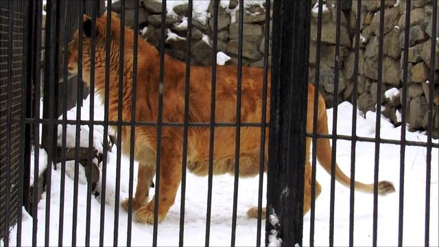 Львица Нати ждет и скучает. 23.02.19 г.