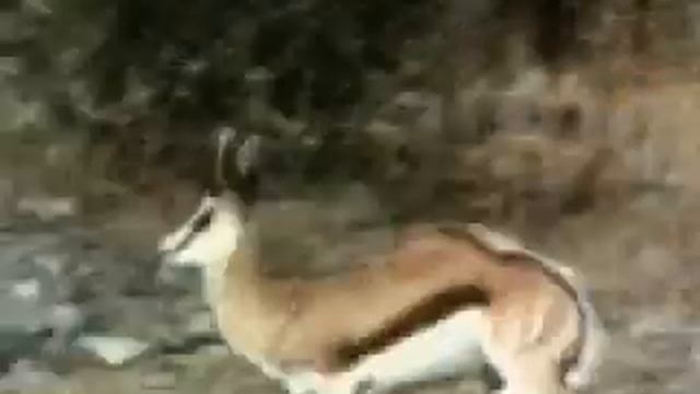 VIDEO Antilopa Thompson