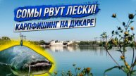 Сомы рвут лески! Карпфишинг на дикаре