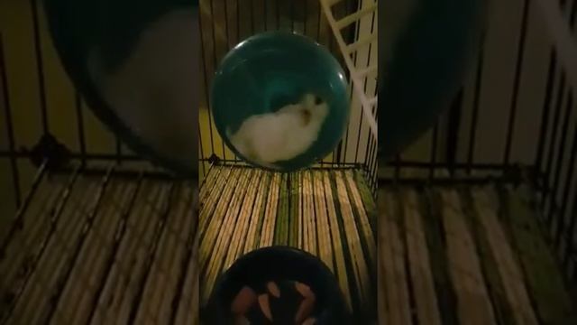 Хомяк Антошка бегает в колесе