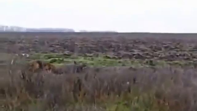 Охота на дикого кабана  Hunting for wild boar