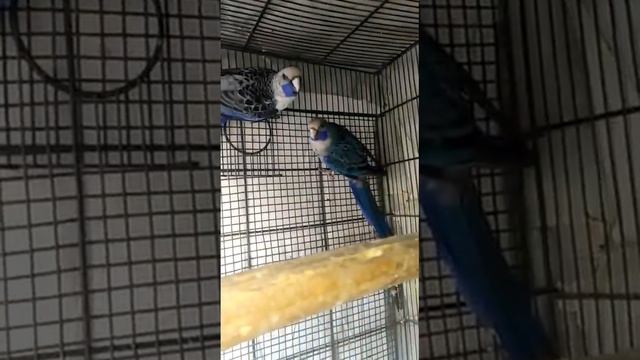 blue crimson Rosella breder pair beautiful video