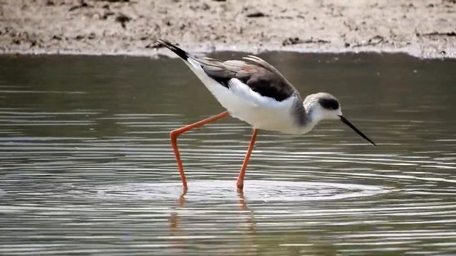 The Black-winged Stilts (Himantopus himantopus)