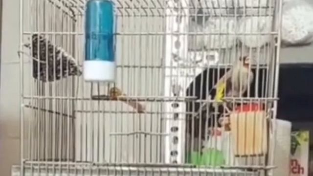 Щегол седоголовый.
