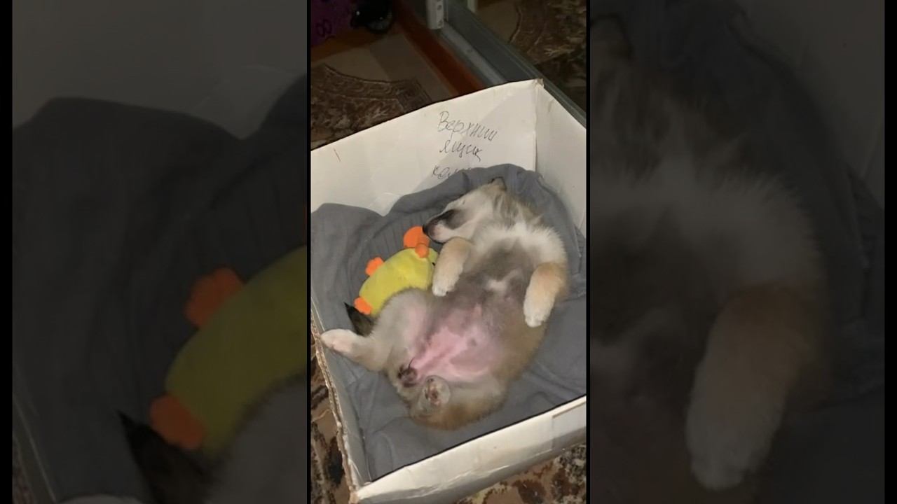 Спят усталые зверушки #щеноквдоме  #собака #БрюликиЛиска #щенок #puppy #dog #shorts