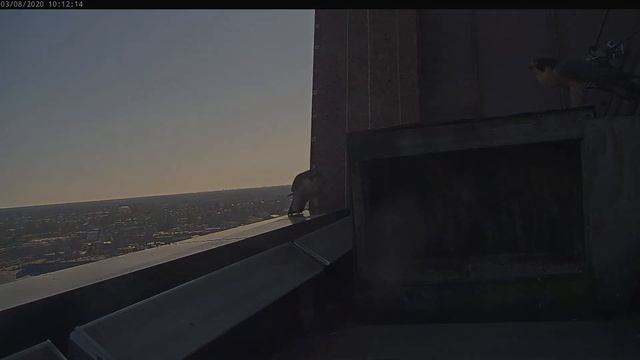 Richmond Falcons Clash Caught on Camera
