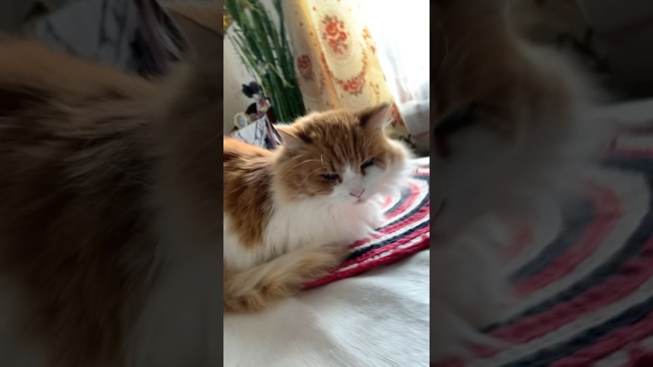 Релакс с котиком  #кот Тихон #котики