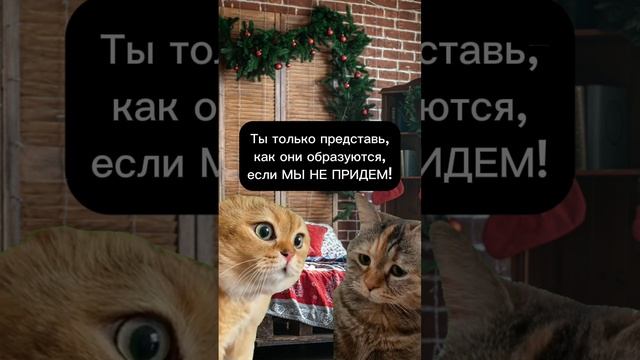 Котики которые в тренде. #смешныеистории #юмор #смешныекотики #мемы