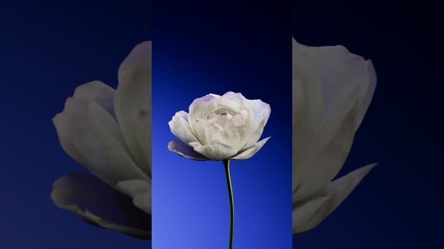tint_|_sigmalab_-_jufora_pdrn (1080p)
