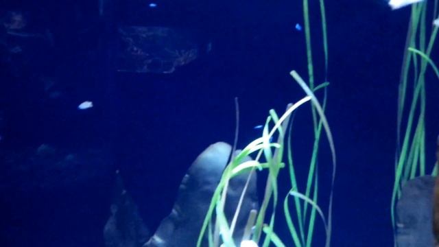 Baby Cuttlefish Eating at Ripley's Aquarium of Canada