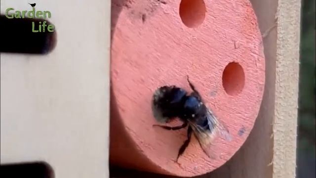 Faliméh // Mason bee (Április // April '20)