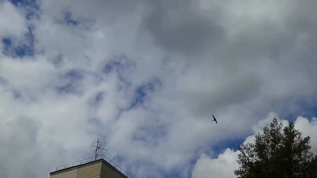 Серпокрильці (apus apus) на полюванні. 6.07.2017
