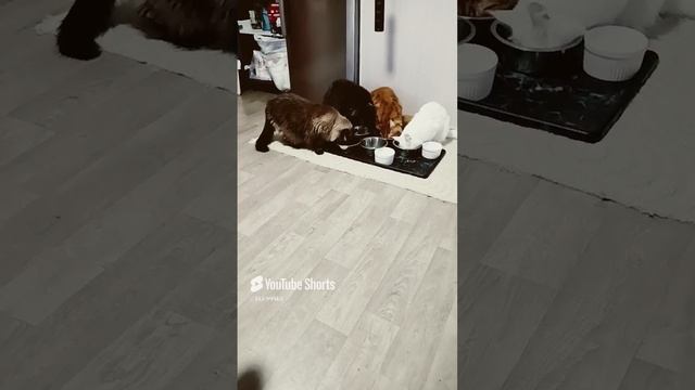 котики🐱