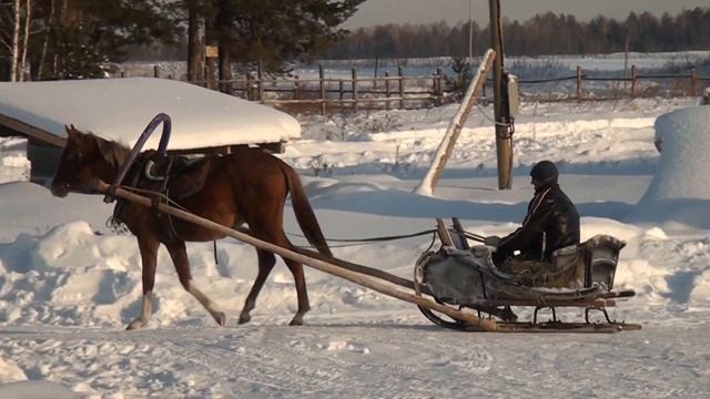 Шагом в саночках. Арабская кобылка Тэфи.