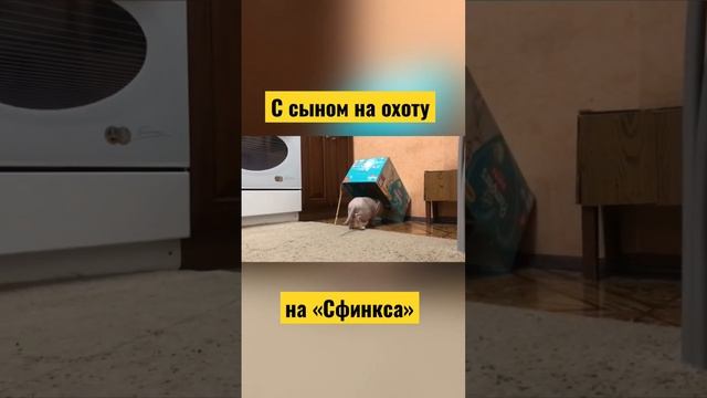 С сыном на охоту на «Сфинкса». Капкан, приманка, маскировка - все как положено.