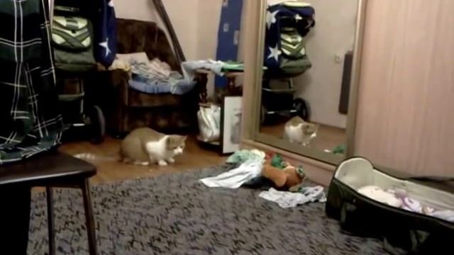 кота штырит