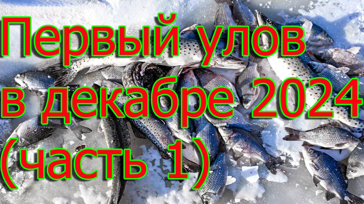 Первый улов в декабре 2024 (часть 1)🐋🦈❄