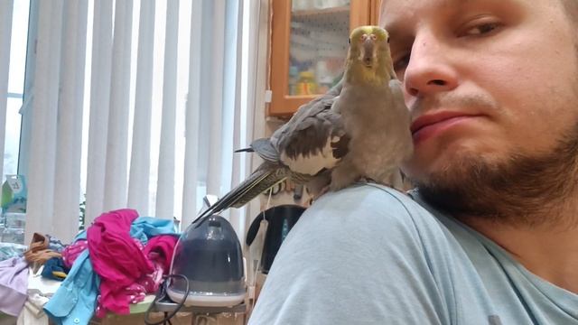 птичка купается на плече #корелла #cockatiel