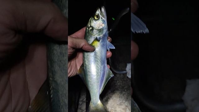 Подкинул изжоги пацанам😂🤣👍. Морская рыбалка. Луфарь.