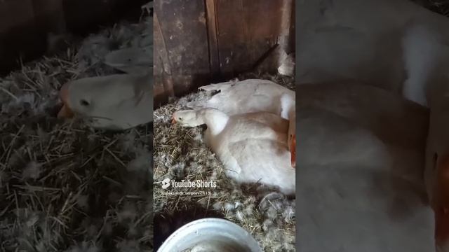 Гусыни летом сели на яйца