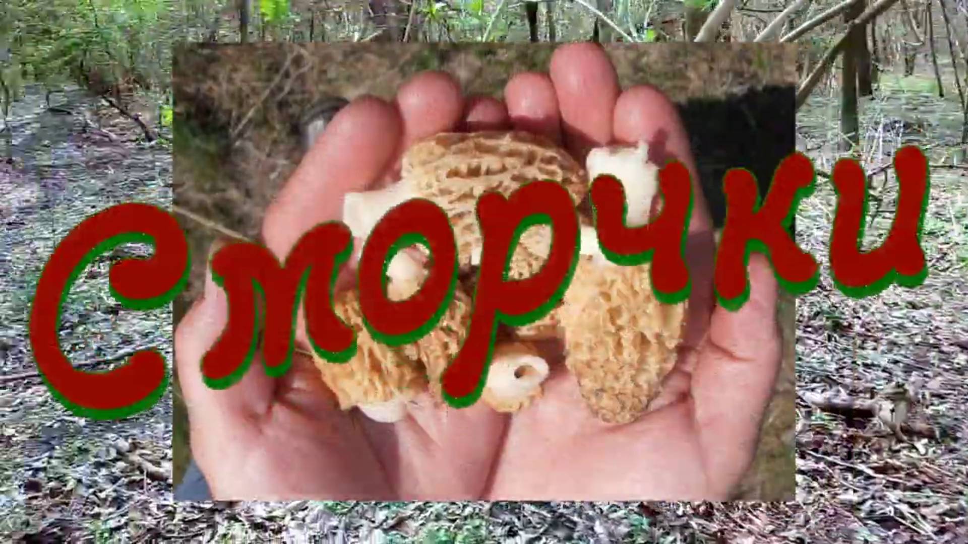 С Лёшкою прогулки.  Сморчки