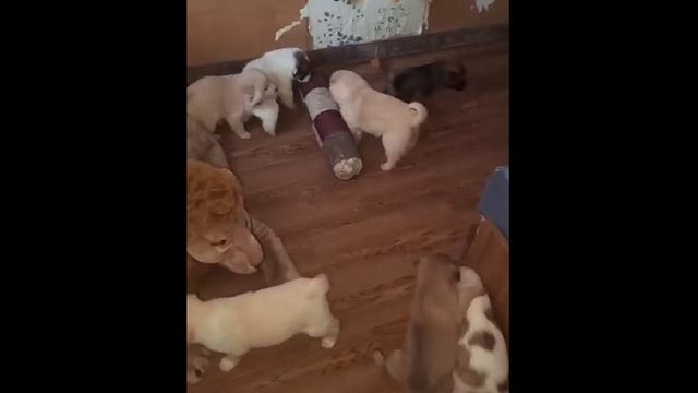 Неравнодушная семейная пара приютили 11 щеночков 🥰🐾🐾 Очень нужен домик каждому! 🙏🏡