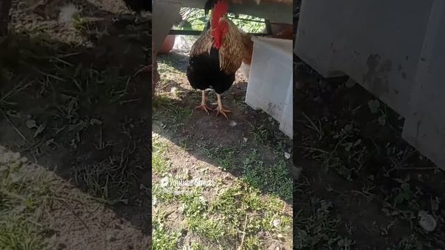 Петух с курицей прячутся от солнца под тележкой